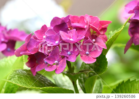 アジサイ(紫陽花・hydrangea) アジサイ(紫陽花・hydrangea) 139260586