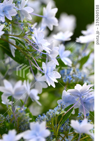 アジサイ(紫陽花・hydrangea) 139260588