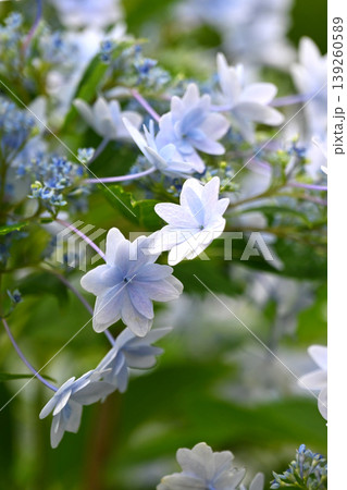 アジサイ(紫陽花・hydrangea) アジサイ(紫陽花・hydrangea) 139260589