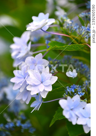 アジサイ(紫陽花・hydrangea) 139260590