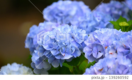 アジサイ(紫陽花・hydrangea) アジサイ(紫陽花・hydrangea) 139260592