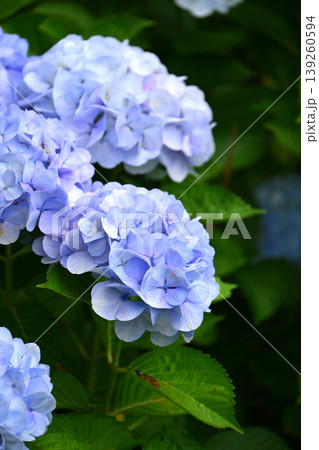 アジサイ(紫陽花・hydrangea) 139260594