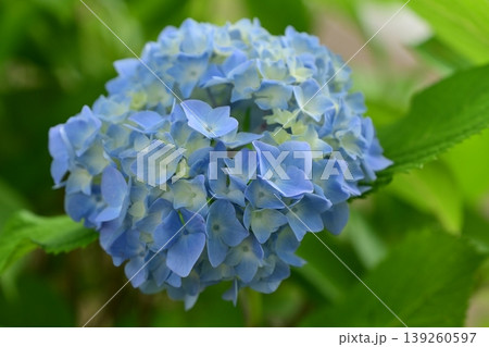 アジサイ(紫陽花・hydrangea) 139260597
