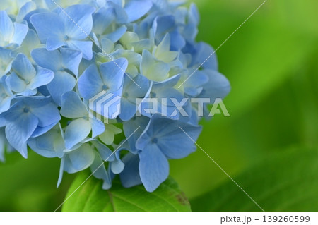 アジサイ(紫陽花・hydrangea) アジサイ(紫陽花・hydrangea) 139260599