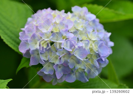 アジサイ(紫陽花・hydrangea) アジサイ(紫陽花・hydrangea) 139260602