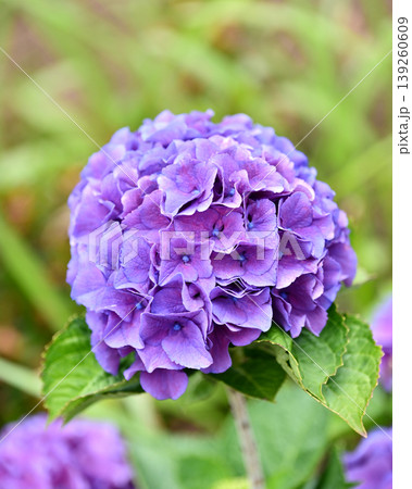アジサイ(紫陽花・hydrangea) アジサイ(紫陽花・hydrangea) 139260609