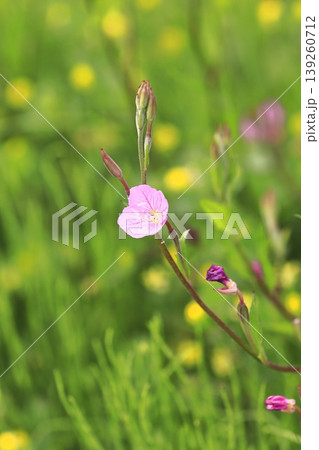 可憐な赤花夕化粧(アカバナユウゲショウ) 可憐な赤花夕化粧(アカバナユウゲショウ) 139260712