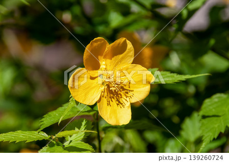 黄金色の花が鮮やかなヤマブキ【バラ科ヤマブキ属】 黄金色の花が鮮やかなヤマブキ【バラ科ヤマブキ属】 139260724