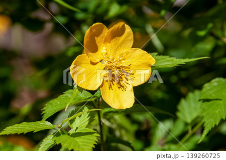 黄金色の花が鮮やかなヤマブキ【バラ科ヤマブキ属】 139260725