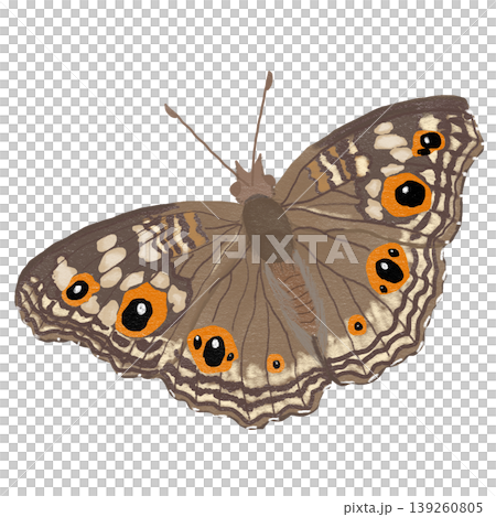 Brown butterfly realistic illustration with detailed wings Brown butterfly realistic illustration with detailed wings 139260805
