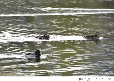 オシドリとマガモ オシドリとマガモ 139260828