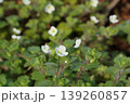 群生するコゴメイヌノフグリ 139260857