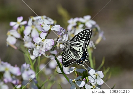 アゲハチョウ:Swallowtail butterfly / spring image アゲハチョウ:Swallowtail butterfly / spring image 139261210