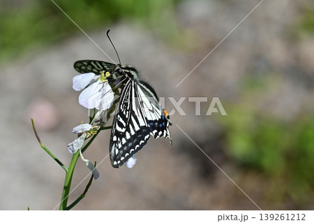 アゲハチョウ:Swallowtail butterfly / spring image アゲハチョウ:Swallowtail butterfly / spring image 139261212