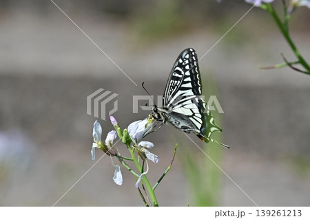 アゲハチョウ:Swallowtail butterfly / spring image アゲハチョウ:Swallowtail butterfly / spring image 139261213