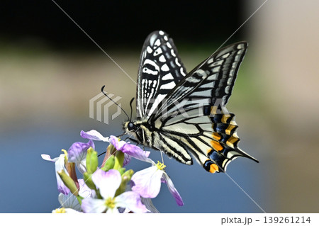 アゲハチョウ:Swallowtail butterfly / spring image アゲハチョウ:Swallowtail butterfly / spring image 139261214