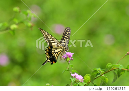 アゲハチョウ:Swallowtail butterfly / spring image アゲハチョウ:Swallowtail butterfly / spring image 139261215