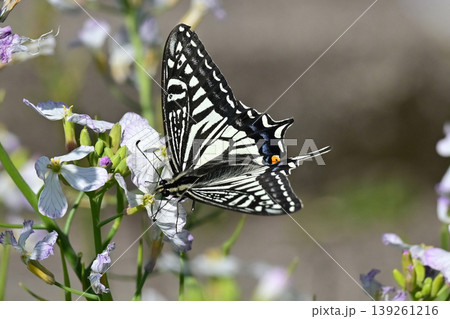 アゲハチョウ：Swallowtail butterfly / spring image 139261216