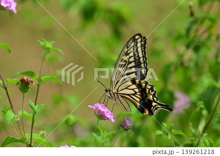 アゲハチョウ：Swallowtail butterfly / spring image 139261218