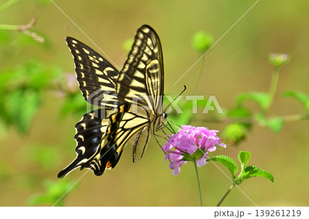 アゲハチョウ：Swallowtail butterfly / spring image 139261219