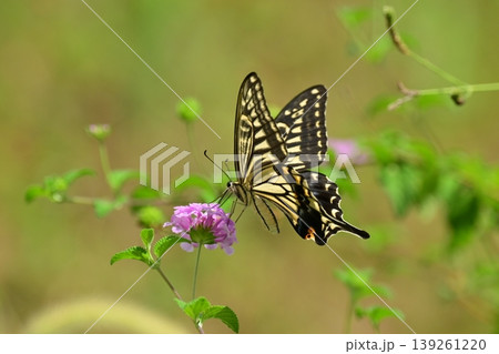アゲハチョウ：Swallowtail butterfly / spring image 139261220