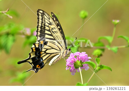 アゲハチョウ：Swallowtail butterfly / spring image 139261221