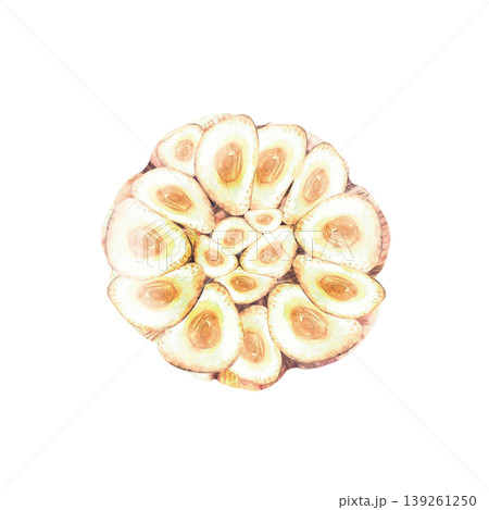 Garlic bulb cross section with cloves arranged in a circle. Hand drawn watercolor illustration hot seasoning isolated from background Aromatic culinary herb, flavour for food recipe, packaging Garlic bulb cross section with cloves arranged in a circle. Hand drawn watercolor illustration hot seasoning isolated from background Aromatic culinary herb, flavour for food recipe, packaging 139261250