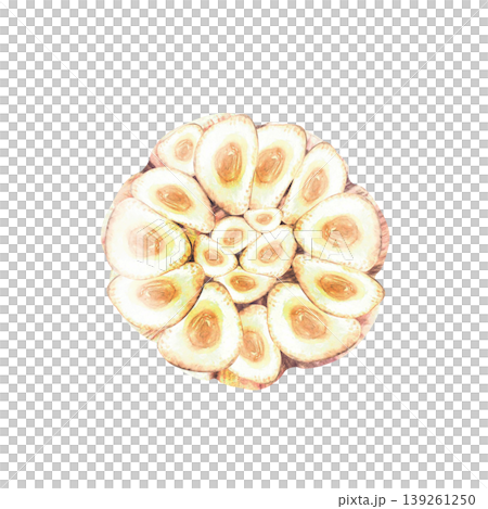 Garlic bulb cross section with cloves arranged in a circle. Hand drawn watercolor illustration hot seasoning isolated from background Aromatic culinary herb, flavour for food recipe, packaging 139261250
