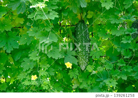 夏野菜のグリーンカーテン 139261258