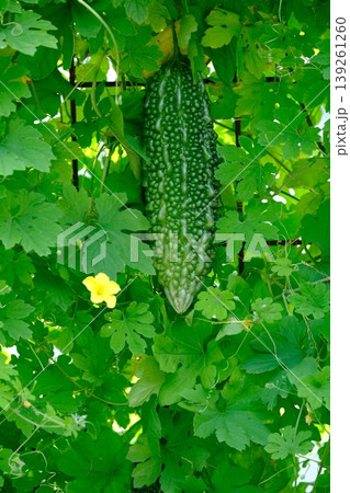 夏野菜のグリーンカーテン 夏野菜のグリーンカーテン 139261260