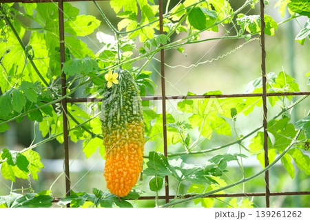 夏野菜のグリーンカーテン 夏野菜のグリーンカーテン 139261262