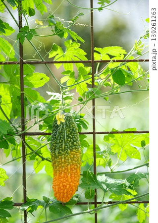夏野菜のグリーンカーテン 夏野菜のグリーンカーテン 139261263