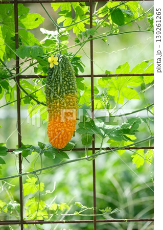 夏野菜のグリーンカーテン 夏野菜のグリーンカーテン 139261265