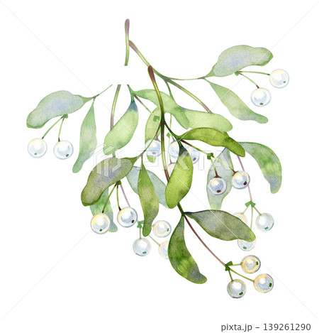 Elegant watercolor illustration of a mistletoe branch with lush green leaves and pearly white berries. A detailed hand drawn botanical element perfect for winter holiday decor and Christmas cards. Elegant watercolor illustration of a mistletoe branch with lush green leaves and pearly white berries. A detailed hand drawn botanical element perfect for winter holiday decor and Christmas cards. 139261290