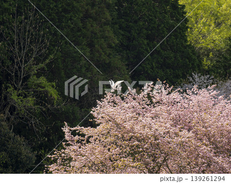 里山の桜に止まるダイサギ 里山の桜に止まるダイサギ 139261294