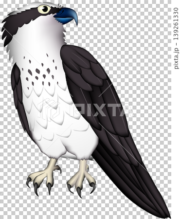可愛的猛禽/野生鳥類插圖：鷂，白色背景，單隻鳥，向量格式。 139261330