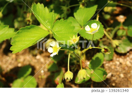 小さな花 いちごの花!! 小さな花 いちごの花!! 139261340