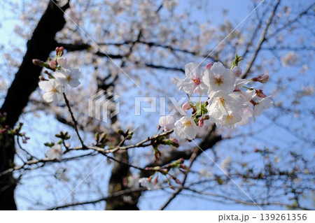 向島百花園の桜 139261356