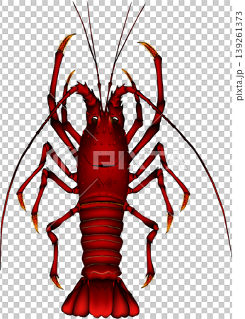 海洋生物插圖:龍蝦,向量格式,白色背景上的單張圖片。 海洋生物插圖:龍蝦,向量格式,白色背景上的單張圖片。 139261373