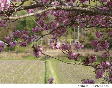 田園地帯に咲いた八重桜 139261430