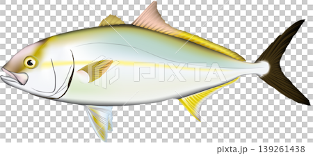 魚類插圖：“琥珀魚”（日本琥珀魚），向量格式，白色背景。 139261438