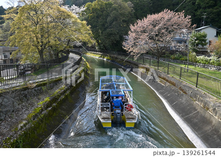 【京都】山科、琵琶湖疎水沿いの散策路、桜が満開でライトアップされていました。 【京都】山科、琵琶湖疎水沿いの散策路、桜が満開でライトアップされていました。 139261544