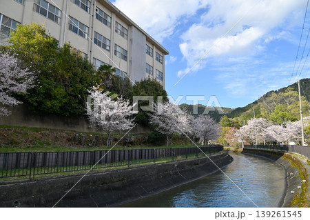 【京都】山科、琵琶湖疎水沿いの散策路、桜が満開でライトアップされていました。 【京都】山科、琵琶湖疎水沿いの散策路、桜が満開でライトアップされていました。 139261545