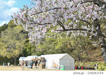 【京都】山科、琵琶湖疎水沿いの散策路、桜が満開でライトアップされていました。 139261554