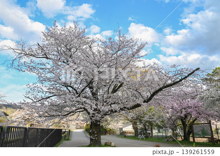 【京都】山科、琵琶湖疎水沿いの散策路、桜が満開でライトアップされていました。 【京都】山科、琵琶湖疎水沿いの散策路、桜が満開でライトアップされていました。 139261559