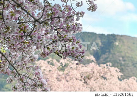【京都】山科、琵琶湖疎水沿いの散策路、桜が満開でライトアップされていました。 【京都】山科、琵琶湖疎水沿いの散策路、桜が満開でライトアップされていました。 139261563