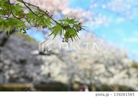 【京都】山科、琵琶湖疎水沿いの散策路、桜が満開でライトアップされていました。 【京都】山科、琵琶湖疎水沿いの散策路、桜が満開でライトアップされていました。 139261565