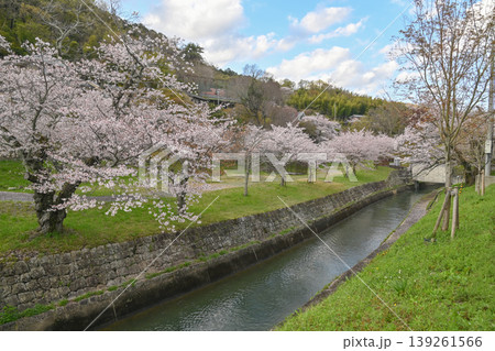 【京都】山科、琵琶湖疎水沿いの散策路、桜が満開でライトアップされていました。 【京都】山科、琵琶湖疎水沿いの散策路、桜が満開でライトアップされていました。 139261566
