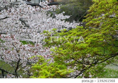 【京都】山科、琵琶湖疎水沿いの散策路、桜が満開でライトアップされていました。 139261568