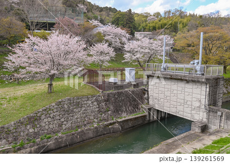 【京都】山科、琵琶湖疎水沿いの散策路、桜が満開でライトアップされていました。 【京都】山科、琵琶湖疎水沿いの散策路、桜が満開でライトアップされていました。 139261569